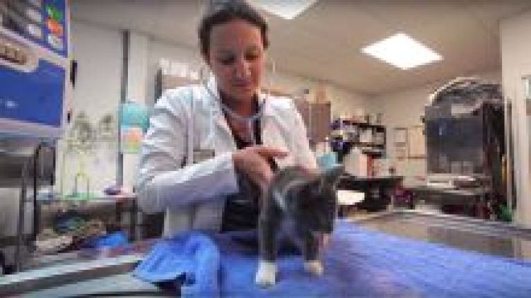 Carribean Vet examining cat at her practice in Hamilton