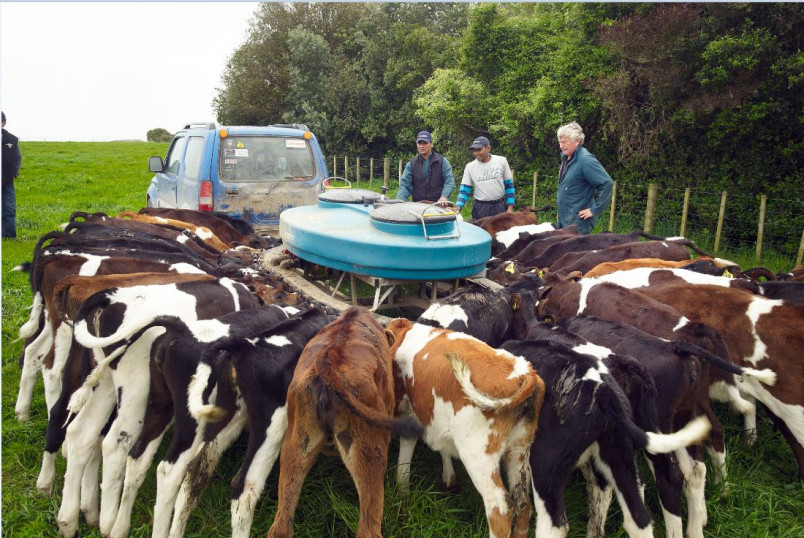 Young cows feeding from feeding machine with farmers in background
