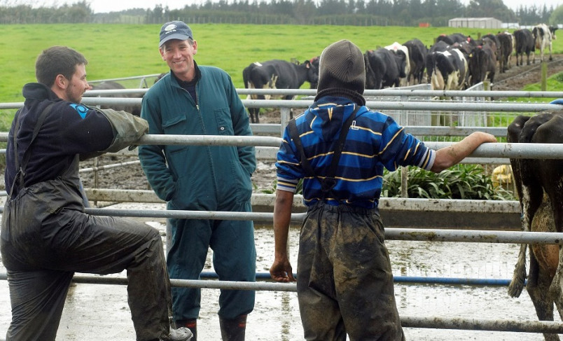 3 Dairy farm workers talking by a gate with cows in the background