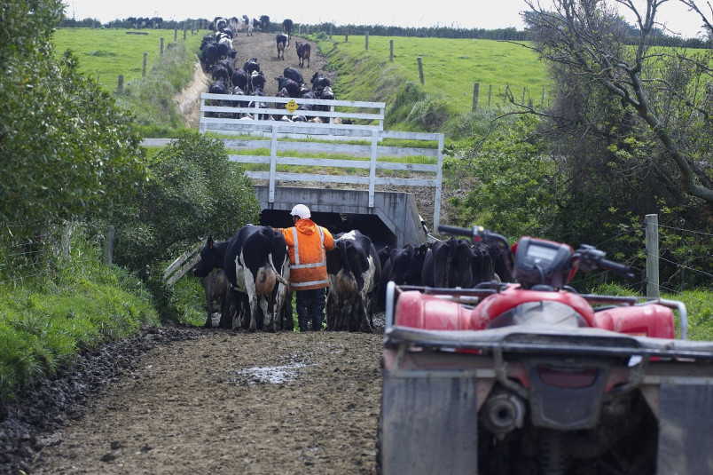 Dairy worker on a farm bike herding cows