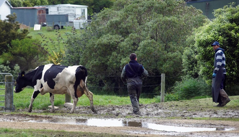Cow walking in field with farmers following